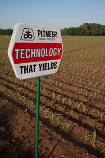Shelbyville, Indiana - A corn crop planted with hybrid seeds marketed by Pioneer Hi-Bred. Pioneer