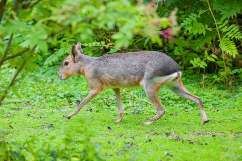 A Patagonian mara (Dolichotis patagonum) runs through dense vegetation across a meadow