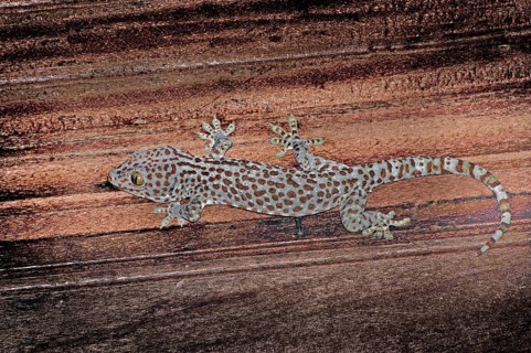 Tokay gecko Gekko gecko, (Gekkonidae), Bali, Indonesia, Asia