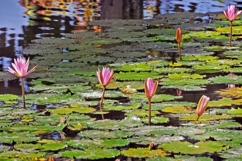 Pond with lotus flowers (Nelumbo), also known as lotus at Taman-Ujung Water Castle, Bali,
