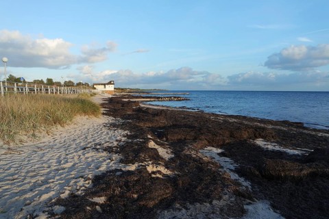Algae on the beach