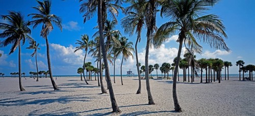 Beach at Crandon Park, palm trees, Miami, Florida, USA, North America