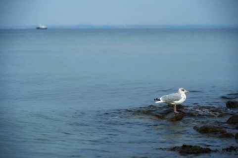 21.10.2022, Seagull on a stone on the beach of Timmendorfer Strand Timmendorfer Strand,