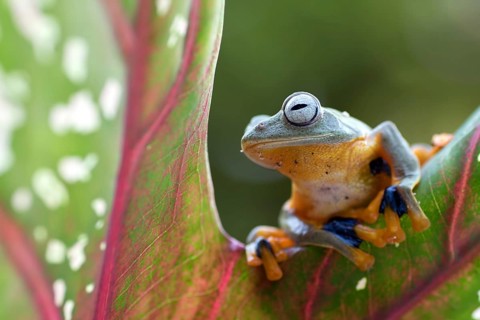 Green tree flying frog (Rhacophorus reinwarditii) sitting on a leaf