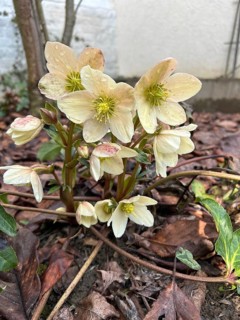 Christmas rose (Helleborus niger), blossom, blossoming, botany, foliage, spring, early bloomer,