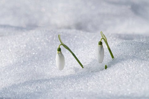 Two snowdrop flowers emerging through snow, symbolizing early spring amidst a winter setting