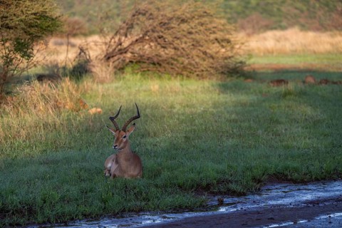 Male black heeler antelope or impala lying in the grass (Aepyceros melampus) Qwabi Private Game