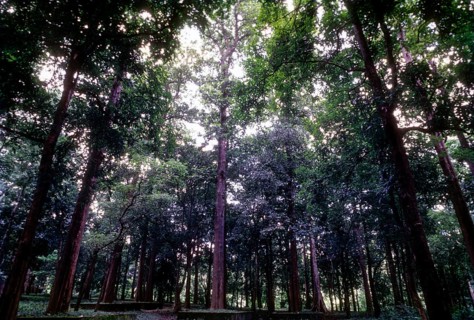 The Conolly's Plot on the banks of Chaliyar river, Nilambur, Kerala, South India, India, Asia, the
