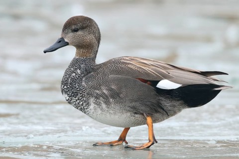 Gadwall, Mareca strepera, standing on ice, winter
