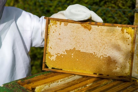 Beekeeper shows the honeycomb with honey deposit