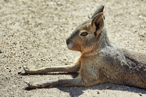Portrait of Patagonian Mara (Dolichotis patagonum) Bulgaria