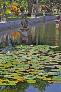 Pond with lotus flowers (Nelumbo), also known as lotus at Taman-Ujung Water Castle, Bali,