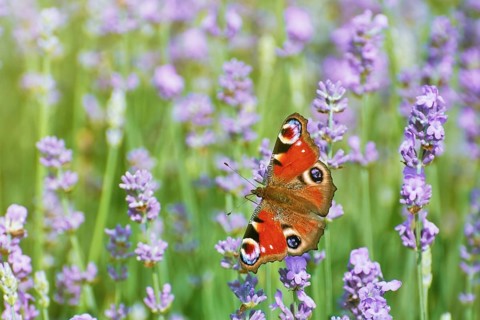 Peacock butterfly on a lavender flower Bulgaria