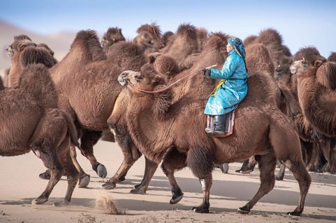 Camel herder