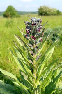 Cynoglossum officinale, common hound's tongue, houndstongue