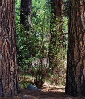 Trees, World Heritage Site 1984, Yosemite National park, California, USA United States of America
