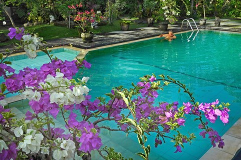 Bougainvillea (Bougainvillae), by the pool at the Ubud-Inn in Ubud, Bali, Indonesia, Asia