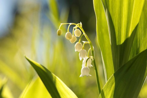 Lily of the valley in the forest on a sunny spring morning