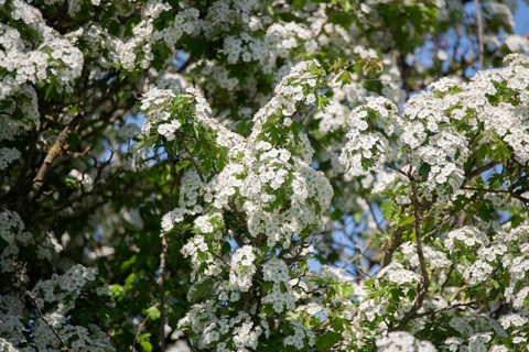 Common hawthorn (Crataegus monogyna), in full bloom, Lower Saxony, Germany, Europe