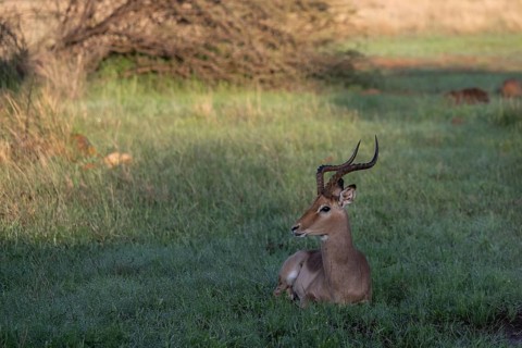 Male black heeler antelope or impala lying in the grass (Aepyceros melampus) Qwabi Private Game