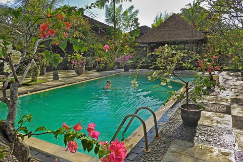 Bougainvillea (Bougainvillae), swimmer in the pool of the Ubud-Inn, Ubud, Bali, Indonesia, Asia