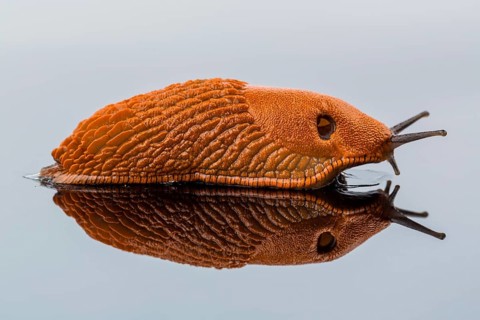 A slug crawls around. It is reflected in a glass plate. Austria