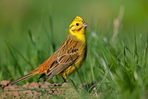 Yellowhammer, (Emberiza citrinella), perch, tree, twig, songbird, bunting family, Nahe valley,
