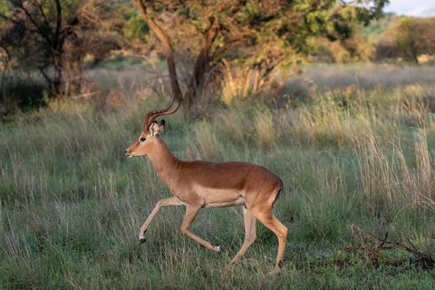 Male Black Heeler Antelope or Impala (Aepyceros melampus) Qwabi Private Game Reserve, Biosphere