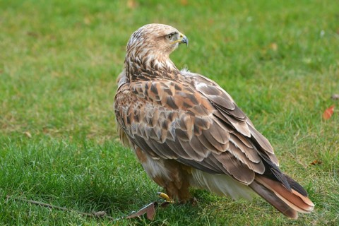 Eagle buzzard Artos at Falkenhof Potsdam