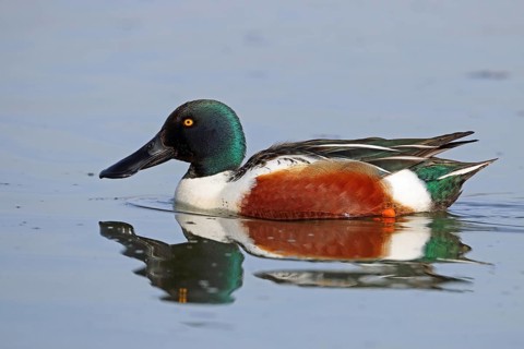 Shoveler, Spatula clypeata