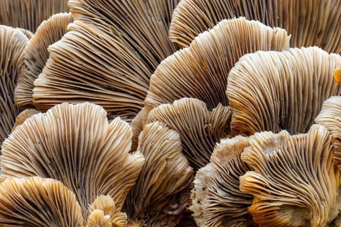 Underside mushroom, lamellae, tree fungus