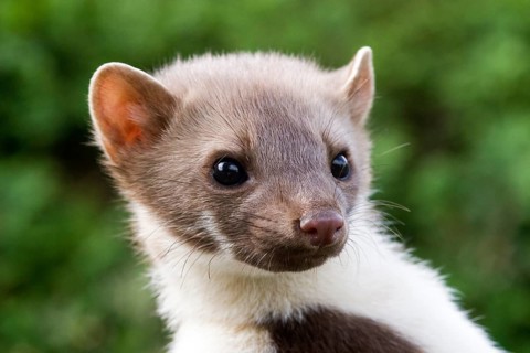 Young stone marten, female, (Martes foina) Portrait, Animals, Mammals, Federal Republic of Germany