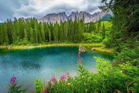 Wonderful turquoise lake surrounded by fir trees and colorful flowers reflecting latemar mountain