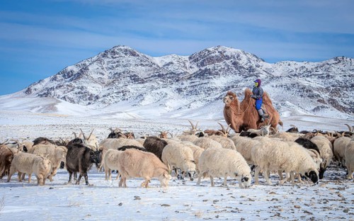 Gob herder in the winter
