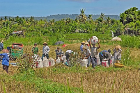 Rice harvest near Amed, many people, white rice sacks, Bali, Indonesia, Asia