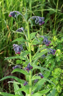 Houndstongue, Cynoglossum officinale, true hound's tongue