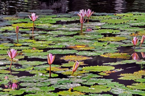 Pond with lotus flowers (Nelumbo), also known as lotus at Taman-Ujung Water Castle, Bali,