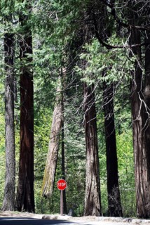 Trees-stop sign, World Heritage Site 1984, Yosemite National park, California, USA United States of