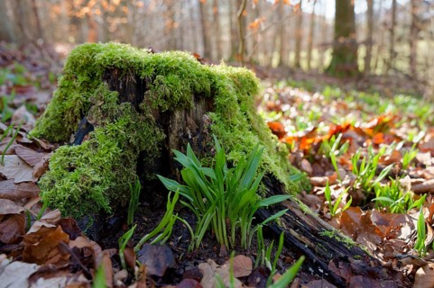 Wild garlic (Allium ursinum) shoots out of the forest floor in early spring, wild vegetables,