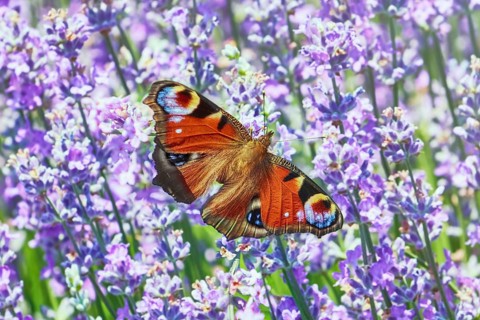 European Peacock Butterfly on Lavender Flowers Balchik, Bulgaria, Europe