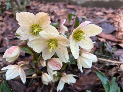 Christmas rose (Helleborus niger), blossom, blossoming, blooming, botany, foliage, spring, early