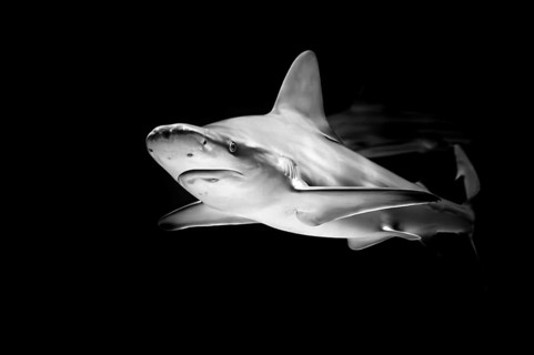 Shark in black and white