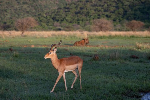 Male Black Heeler Antelope or Impala (Aepyceros melampus) Qwabi Private Game Reserve, Biosphere