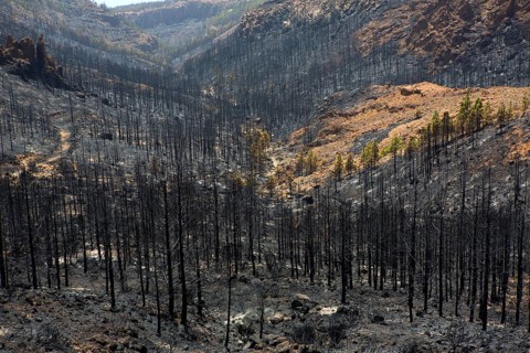 Black ashes of canary pine after forest fire at Teide National park in summer 2012