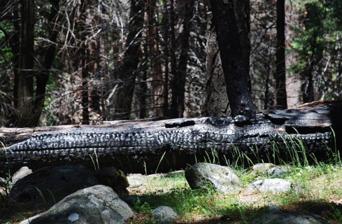 Croc, World Heritage Site 1984, Yosemite National park, California, USA United States of America