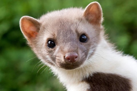 Young stone marten, female, (Martes foina), portrait, female marten, Federal Republic of Germany