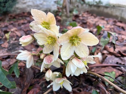 Christmas rose (Helleborus niger), blossom, blossoming, botany, foliage, spring, early bloomer,