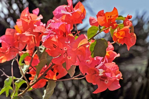Bougainvillea, Bougainvillea, Bali, Indonesia, Asia