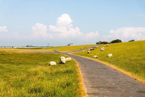 Dike sheep grazing