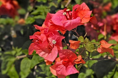 Bougainenville flowers (Bougainvillea), Bali, Indonesia, Asia